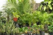 BRIN Temukan Tujuh Jenis Baru Tumbuhan di Indonesia, Apa Saja?